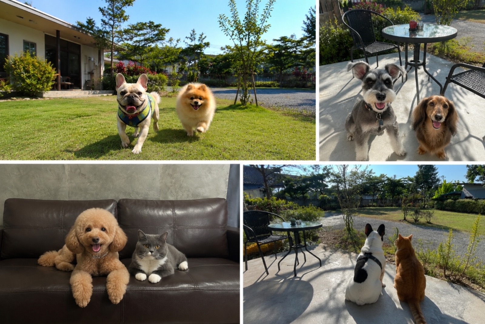 Pet Friendly Environment at Bee Rest Residence